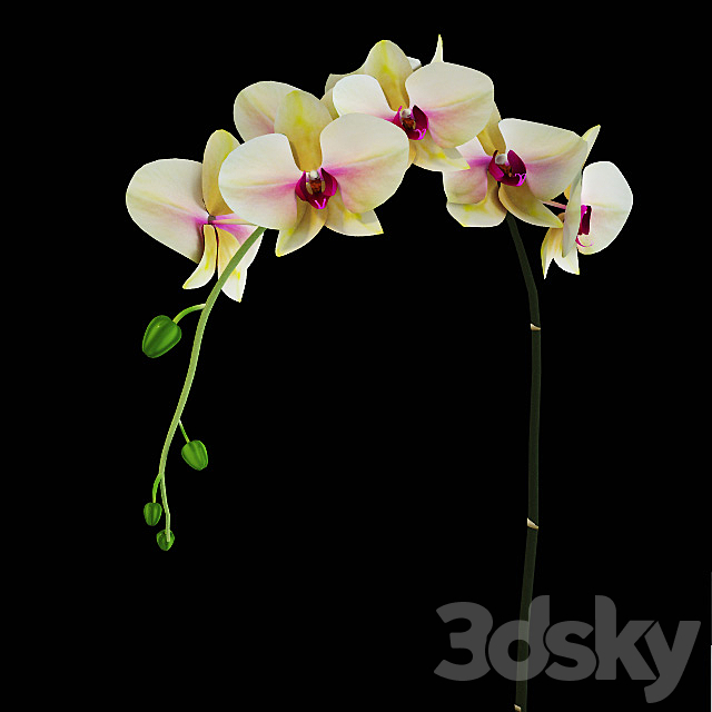 Orchid yellow classic 3ds Max - thumbnail 2