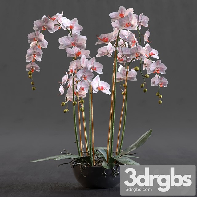 Orchid_3 - thumbnail 1