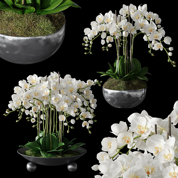 Orchids 1 3DS Max - thumbnail 1