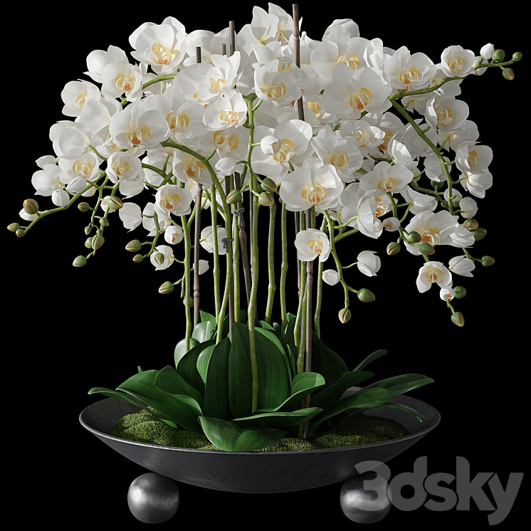 Orchids 1 3DS Max - thumbnail 2