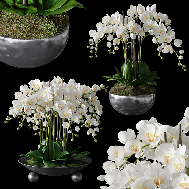 Orchids 1 3DSMax File - thumbnail 1