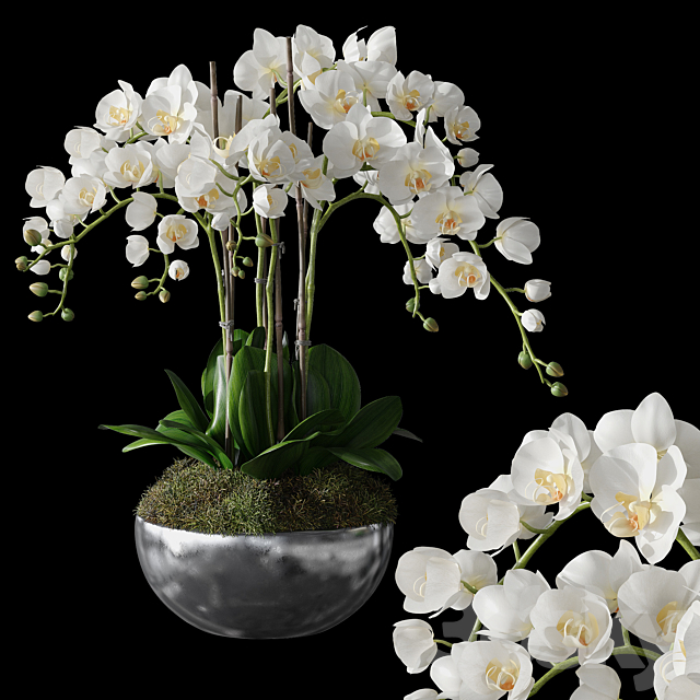 Orchids 1 3DSMax File - thumbnail 4