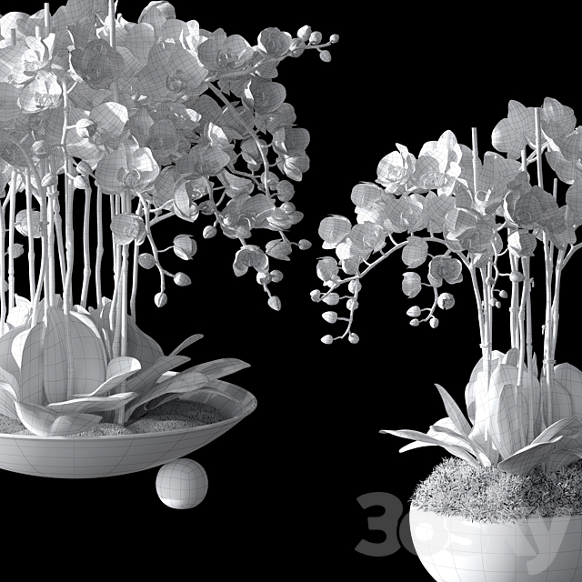 Orchids 1 3DSMax File - thumbnail 5