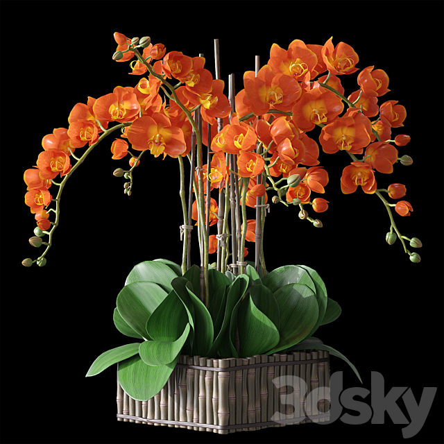 Orchids 3 3DS Max Model - thumbnail 2