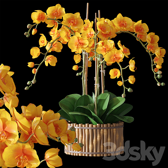 Orchids 3 3DS Max Model - thumbnail 3