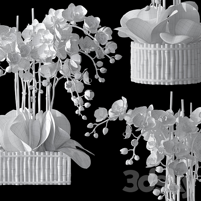 Orchids 3 3DS Max Model - thumbnail 5