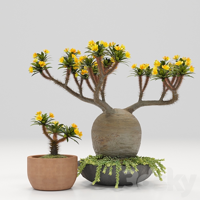 Pachypodium pot 3DSMax File - thumbnail 1