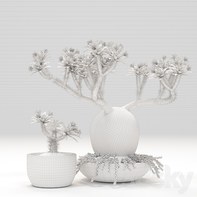 Pachypodium pot 3DSMax File - thumbnail 2