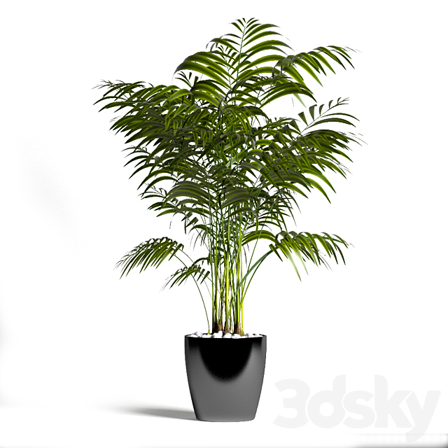 Palm 3DSMax File - thumbnail 1