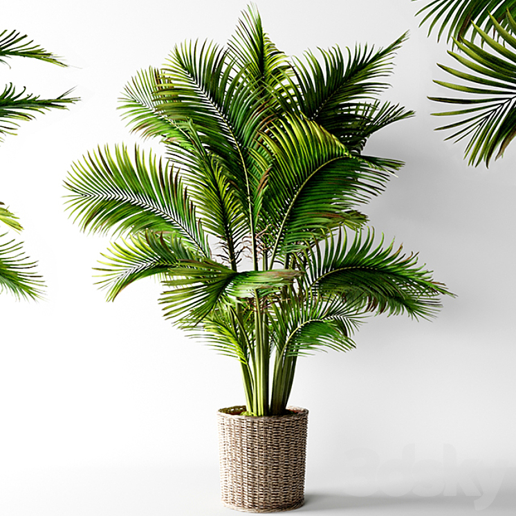 Palm areca 3DS Max - thumbnail 1