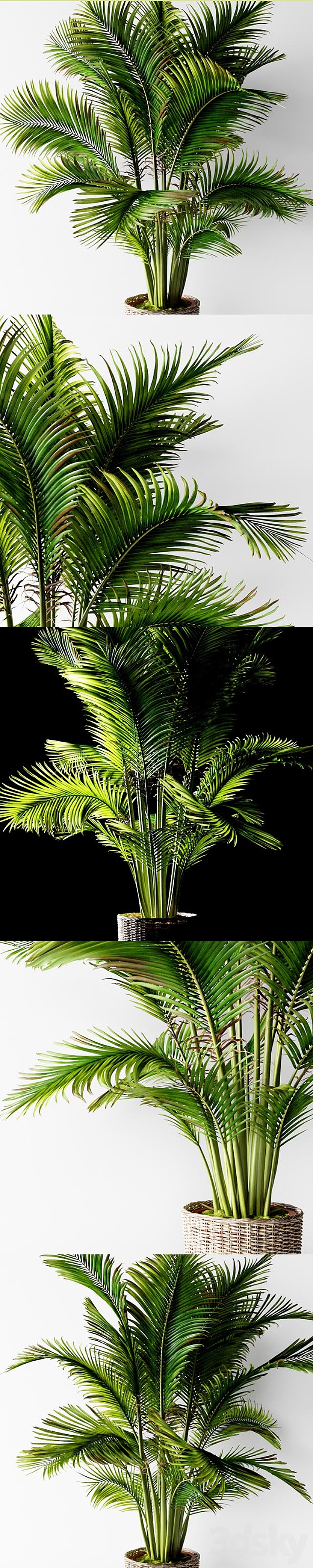 Palm areca 3DS Max - thumbnail 2