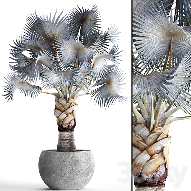 Palm Bismarckia nobilis Blue. fan palm. brachea. bismarckia. palm tree in a vase. pot. decorative. outdoor. blue palm. concrete 3DSMax File - thumbnail 1