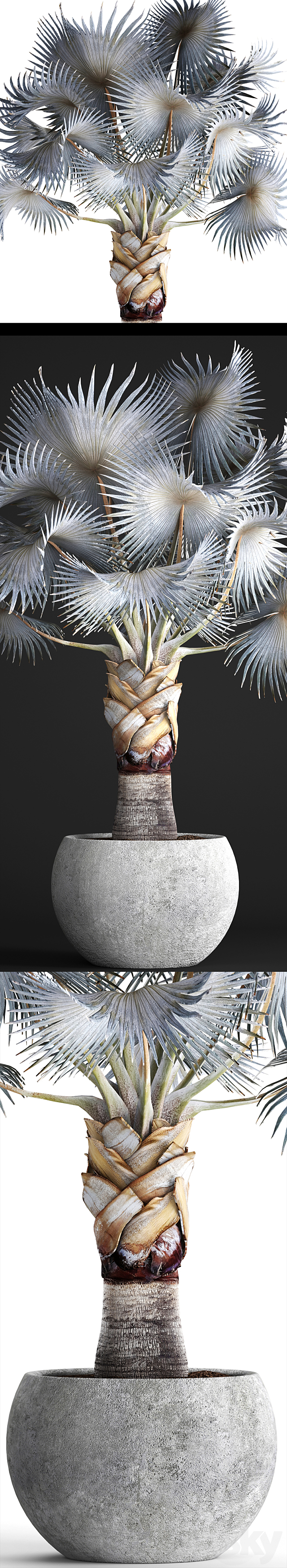 Palm Bismarckia nobilis Blue. fan palm. brachea. bismarckia. palm tree in a vase. pot. decorative. outdoor. blue palm. concrete 3DSMax File - thumbnail 2