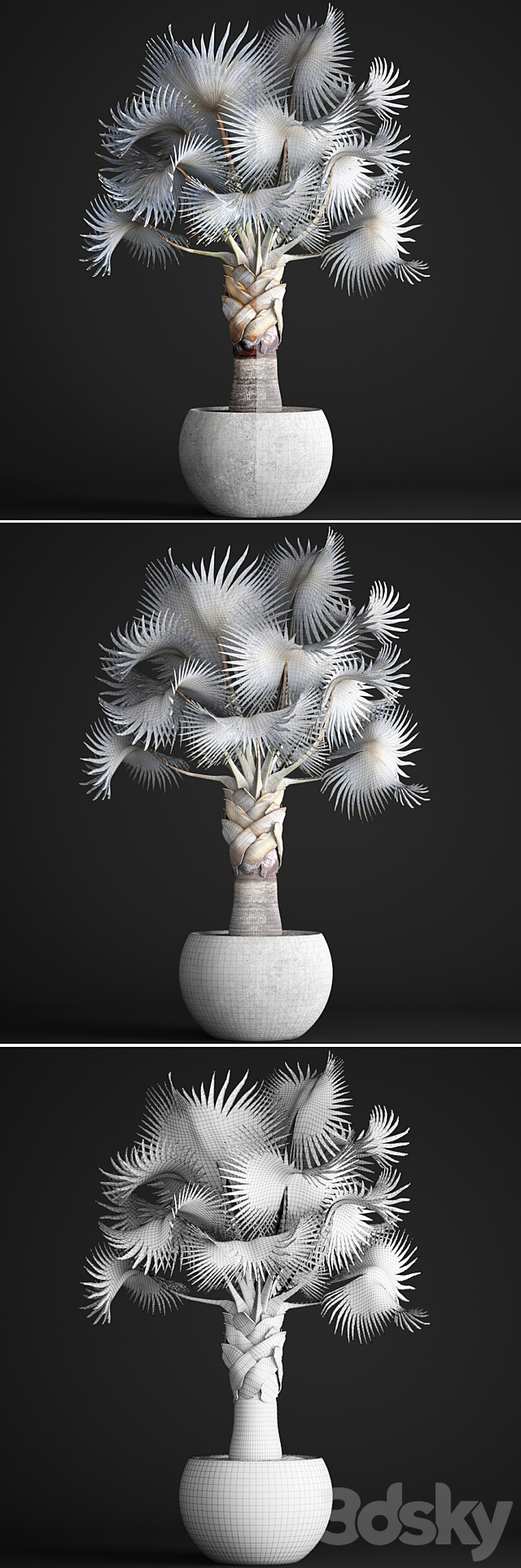 Palm Bismarckia nobilis Blue. fan palm. brachea. bismarckia. palm tree in a vase. pot. decorative. outdoor. blue palm. concrete 3DSMax File - thumbnail 3