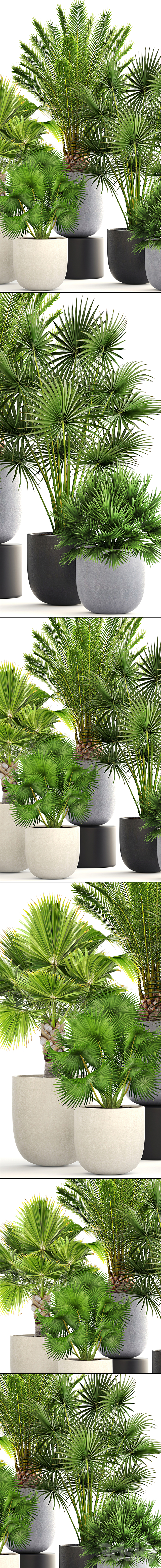 Palm collection 185. Fan Hovea Date Hamerops Brachea Bismarckia interior pot flowerpot flower set 3DS Max Model - thumbnail 2