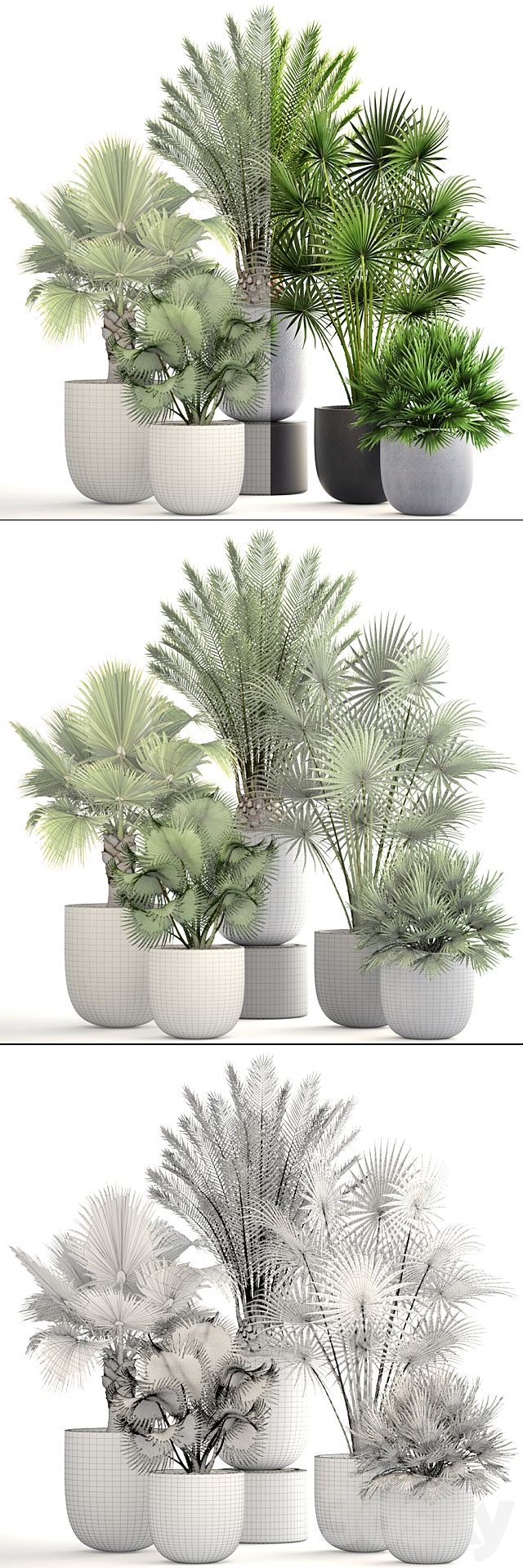 Palm collection 185. Fan Hovea Date Hamerops Brachea Bismarckia interior pot flowerpot flower set 3DS Max Model - thumbnail 3