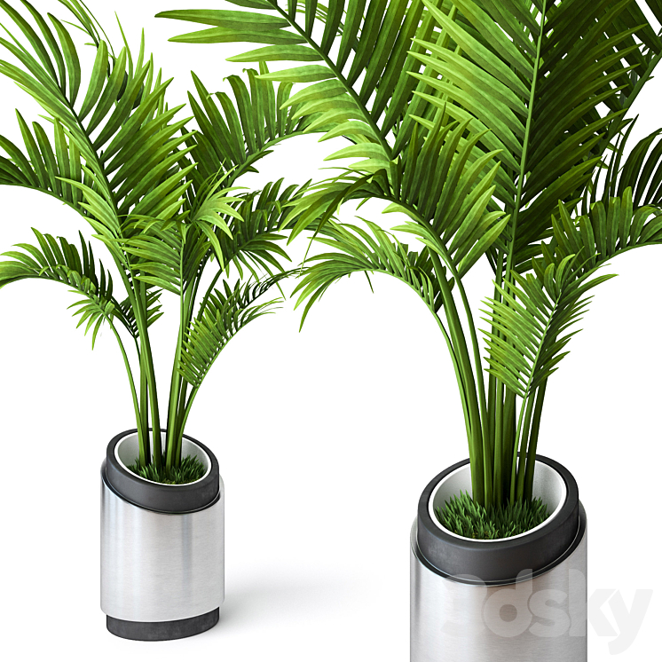 Palm Howea 2 3DS Max - thumbnail 2