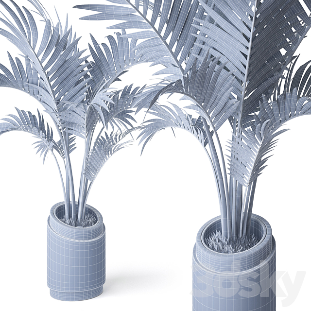 Palm Howea 2 3DS Max Model - thumbnail 3