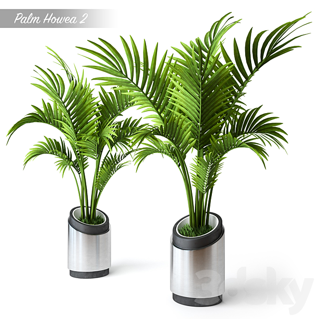 Palm Howea 2 3DSMax File - thumbnail 1