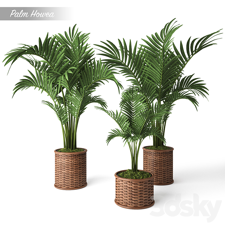 Palm Howea 3DS Max - thumbnail 1