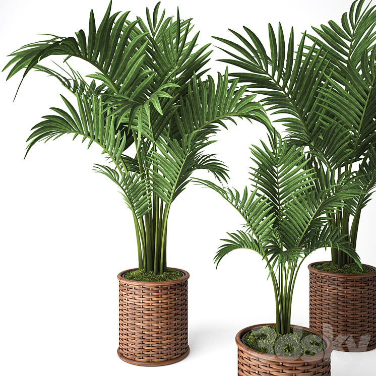 Palm Howea 3DS Max - thumbnail 2