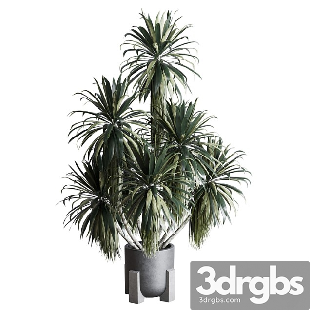 Palm plant in concrete dirt vase – indoor plant 275 - thumbnail 1