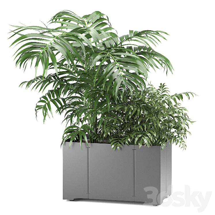 Palm tree in a pot 02 (CAPE Collection) 3DS Max - thumbnail 1