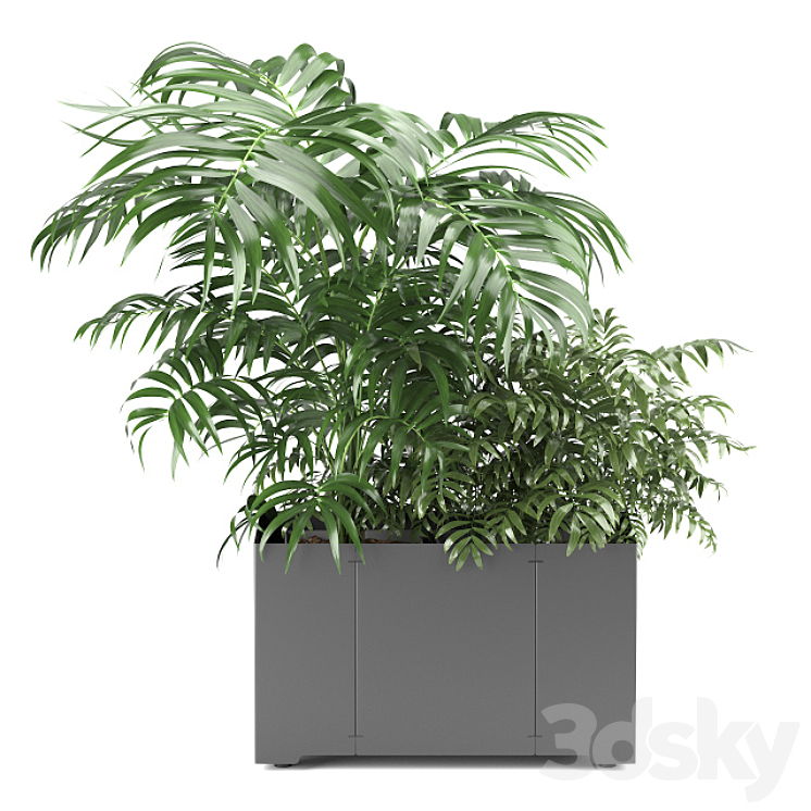 Palm tree in a pot 02 (CAPE Collection) 3DS Max - thumbnail 2