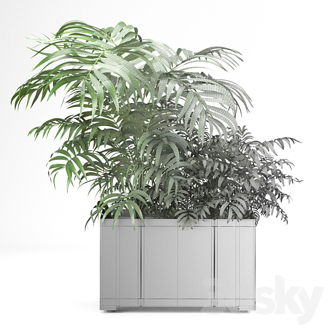 Palm tree in a pot 02 (CAPE Collection) 3DSMax File - thumbnail 3