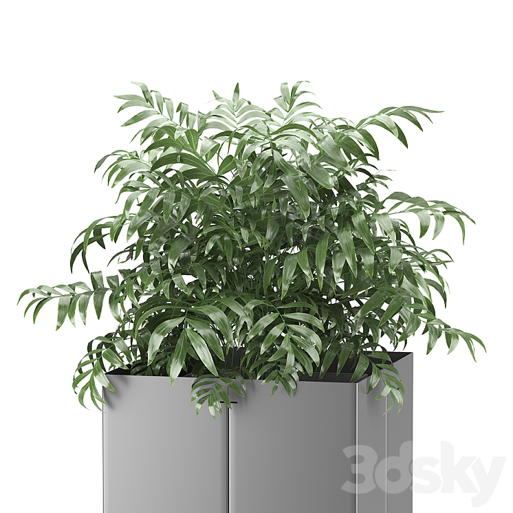 Palm tree in a pot 03 (CAPE Collection) 3DS Max - thumbnail 2