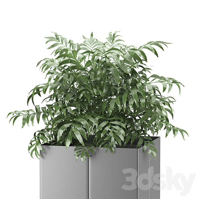 Palm tree in a pot 03 (CAPE Collection) 3DSMax File - thumbnail 2