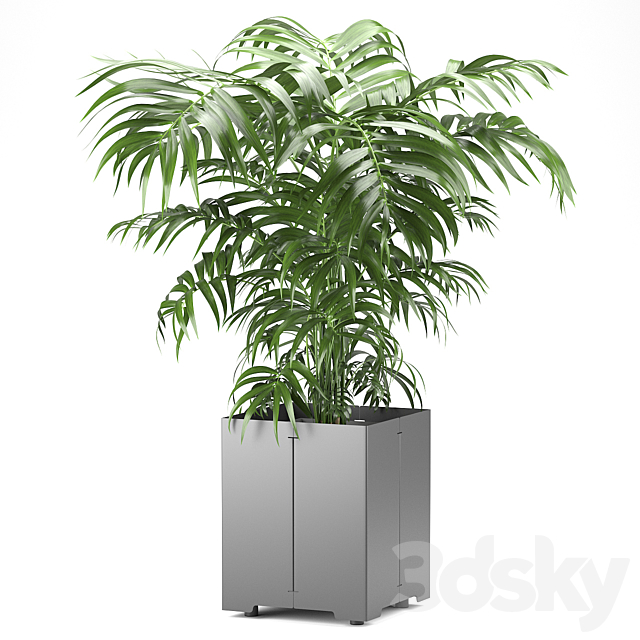 Palm tree in a pot 03 (CAPE Collection) 3DSMax File - thumbnail 3