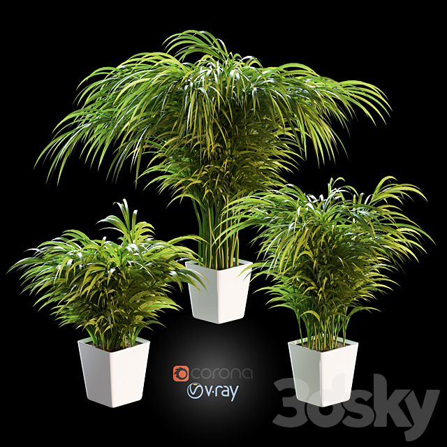 Palm tree in a pot. 3 models 3DSMax File - thumbnail 1