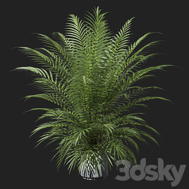 Palm tree in a pot 3ds Max - thumbnail 1