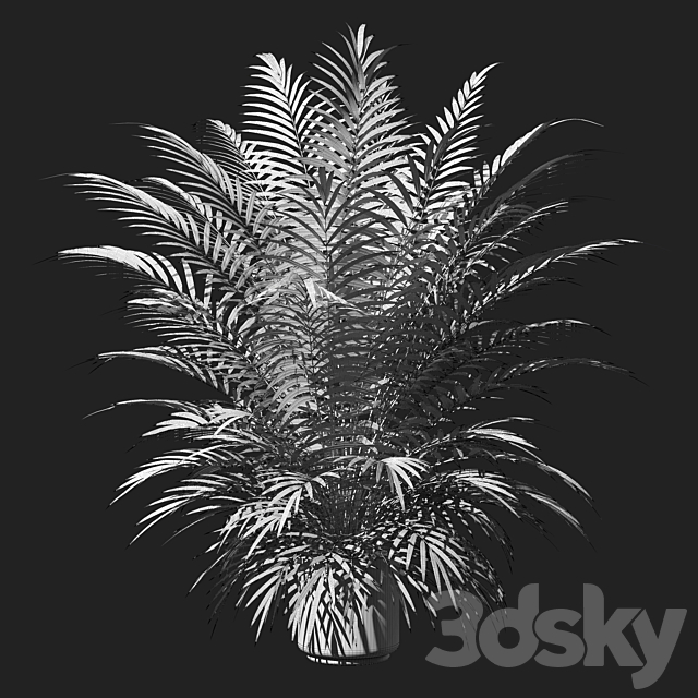 Palm tree in a pot 3ds Max - thumbnail 2