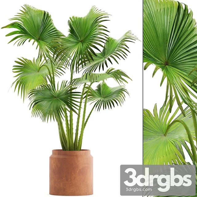 Palmpalm tree in a clay pot, pot, fan palm, indoor, interior - thumbnail 1