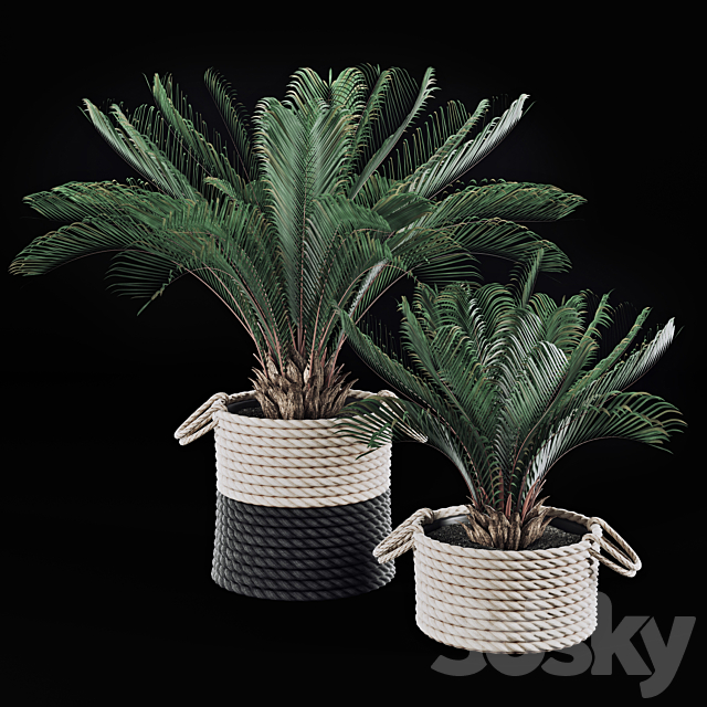 Palms in baskets 3DSMax File - thumbnail 1