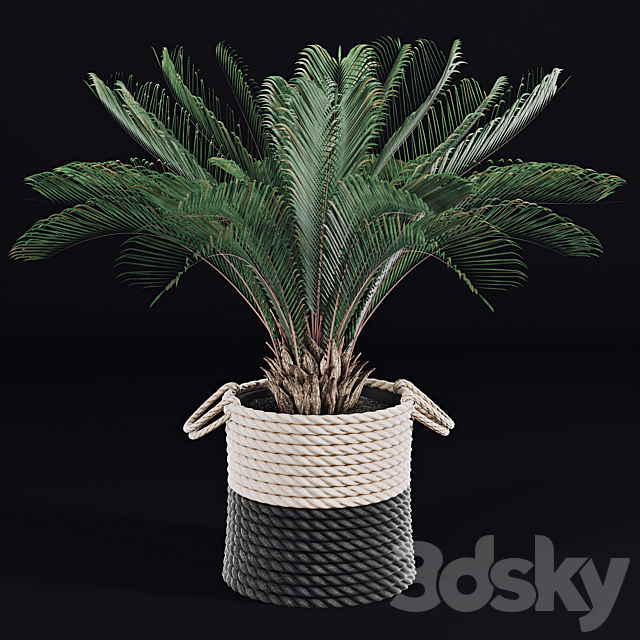 Palms in baskets 3DSMax File - thumbnail 2