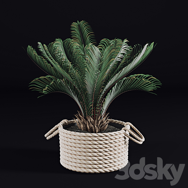 Palms in baskets 3DSMax File - thumbnail 3