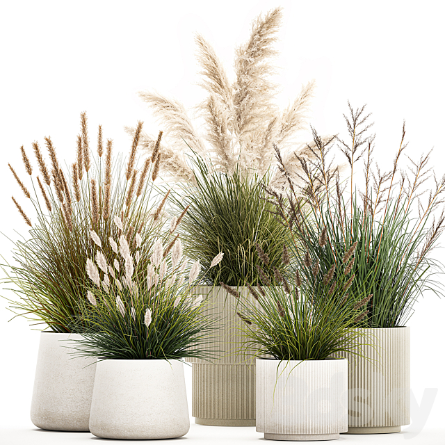 Pampas grass with bushes in white flower pots landscaping feather grass grass reed grass. Plant collection 1255 3ds Max - thumbnail 1