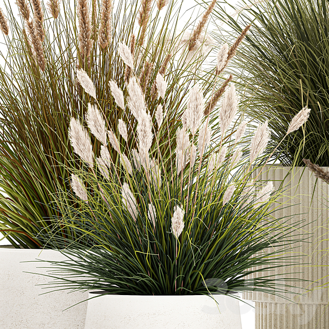 Pampas grass with bushes in white flower pots landscaping feather grass grass reed grass. Plant collection 1255 3ds Max - thumbnail 2