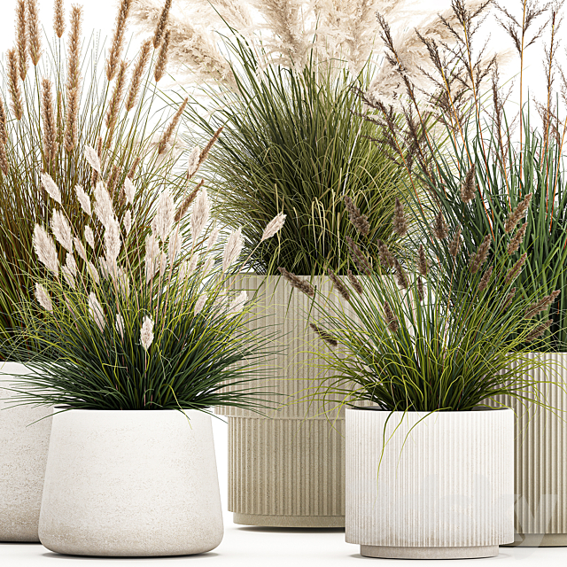 Pampas grass with bushes in white flower pots landscaping feather grass grass reed grass. Plant collection 1255 3ds Max - thumbnail 3