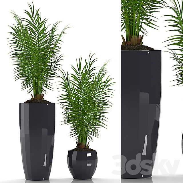 PARLOR PALM 2 3DSMax File - thumbnail 1