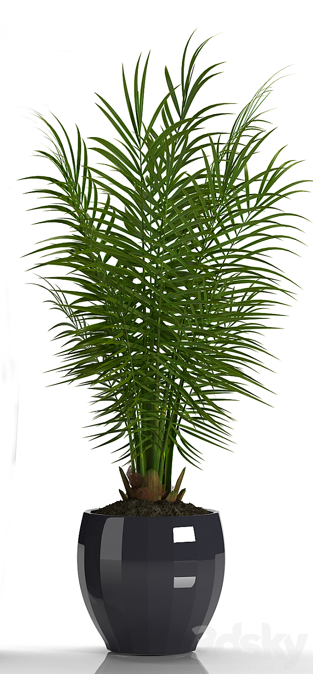 PARLOR PALM 2 3DSMax File - thumbnail 3