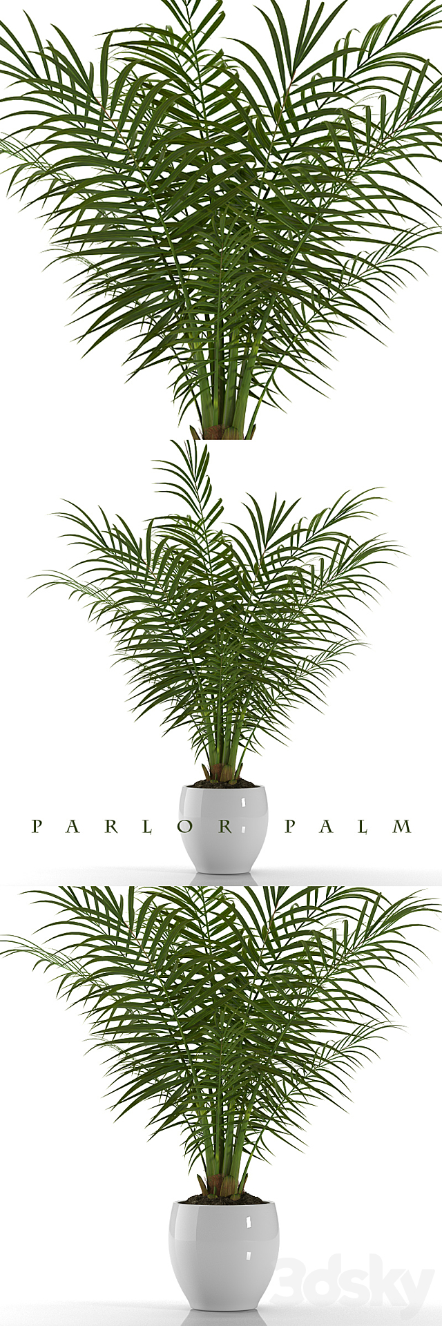 PARLOR PALM P23 3DSMax File - thumbnail 1