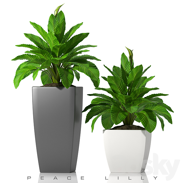 PEACE LILLY_P28 3DSMax File - thumbnail 1