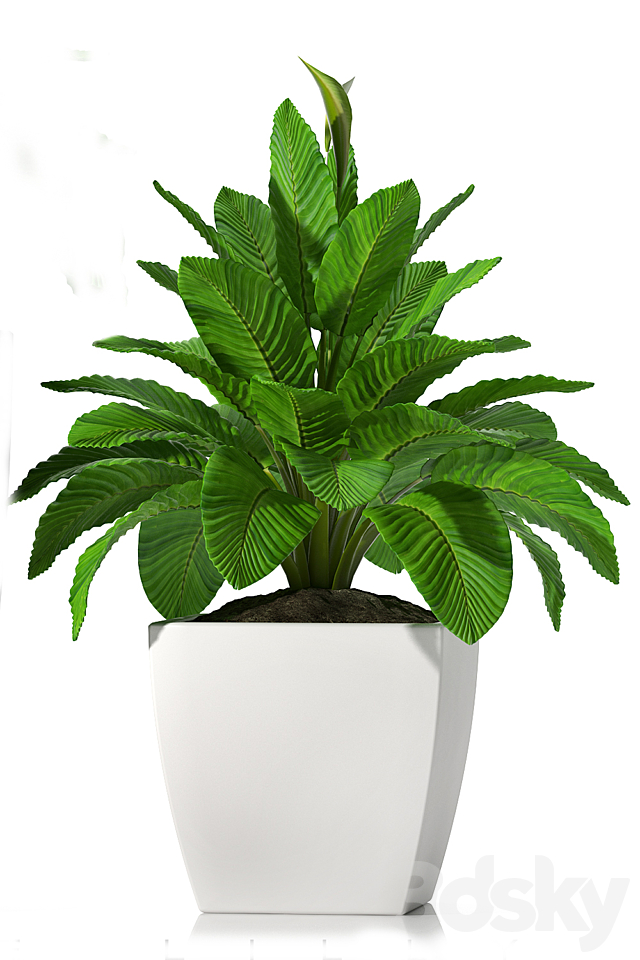 PEACE LILLY_P28 3DSMax File - thumbnail 2