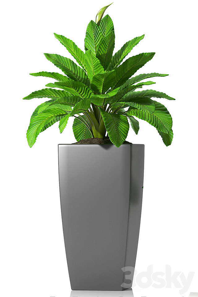 PEACE LILLY_P28 3DSMax File - thumbnail 3