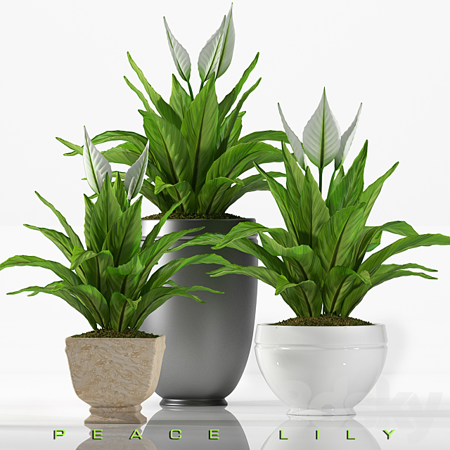 PEACE LILY 2 3DSMax File - thumbnail 1