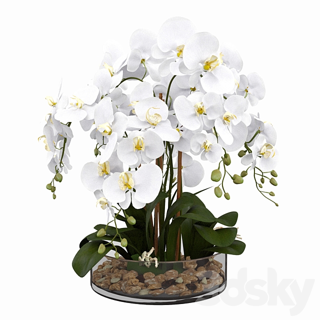 Phalaenopsis orchid 3DS Max Model - thumbnail 2